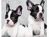 PoulaTo: French bulldogs καθαρόαιμα